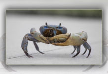 Crabs Chitosan