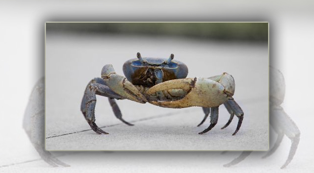 Crabs Chitosan